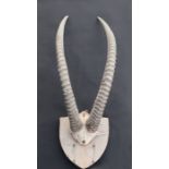 Taxidermy. A pair of ibex horns and partial skull on a shield shaped mount.