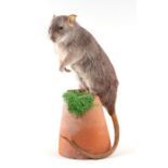 Taxidermy. A study of a rat standing on a flower pot.