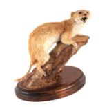 Taxidermy. A study of a weasel mounted on a branch.