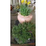 Large plastic urn planter along with another plant
