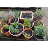 Large collection of plastic pots including plants
