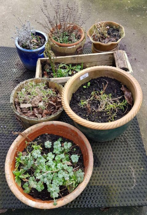 Terracotta glazed and wooden plant pots with plant