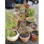 Large collection of terracotta & glazed plant pots