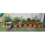 Large collection of plant pots containing plants
