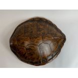 An early 20th century unworked green turtle shell,