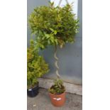 Twisted stem bay tree in pot