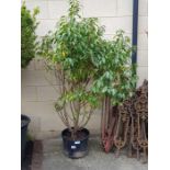 Portuguese laurel in pot