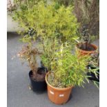 2 bamboo plants & Cyprus tree in pots