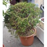 Yew tree in pot