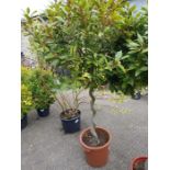 Twisted stem bay tree in pot