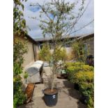 Cotoneaster tree in pot