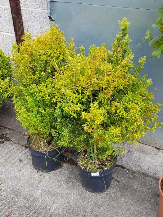2 large box shrubs in pots