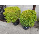 2 large box shrubs in pots
