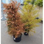 2 yew trees in pots