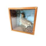 A taxidermy of a grouse in a naturalistic setting,