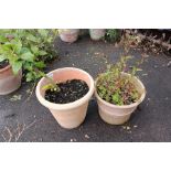 2 large terracotta planters with plants