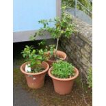 3 terracotta planters with Camellia's etc