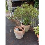 Near pair of large terracotta planters with Hebe plant