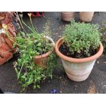 2 large terracotta planters with Clematis, Iris etc