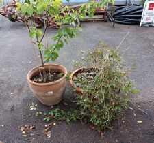 2 large terracotta planters with Clematis & Apricot tree