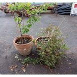 2 large terracotta planters with Clematis & Apricot tree