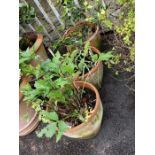 3 terracotta planters with Camellia, Rudbeckia & 1 other
