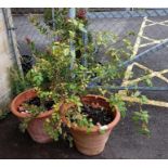 2 large terracotta planters with Bottlebrush & Rose bushes