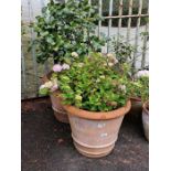 Near pair of large terracotta planters with Camellia