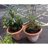 Near pair of large terracotta planters with Camelia and Crab Apple