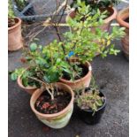 3 terracotta planters with plants & 1 glazed plant