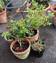 3 terracotta planters with plants & 1 glazed plant