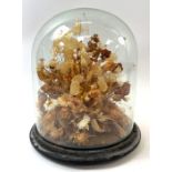 A Victorian display of dried flowers, contained in