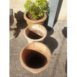 3 terracotta plant pots, one containing an Acer