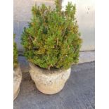 Decorative reconstituted stone planter containing a box shrub