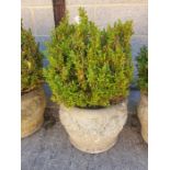 Decorative reconstituted stone planter containing a box shrub