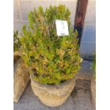 Decorative reconstituted stone planter containing a box shrub