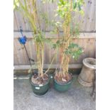 2 glazed pots containing plants/trees