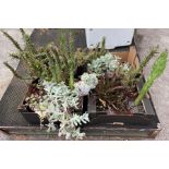 4 boxes of assorted succulent plants