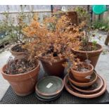 Collection of terracotta plant pots and trays