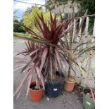 2 "Red Star" cabbage palms along with another cabb