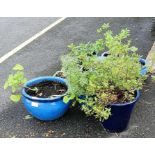 Collection of glazed plant pots with plants