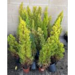 Collection of small fir trees