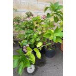 3 Hydrangea plants