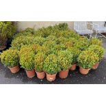 Large collection of smaller box hedging plants