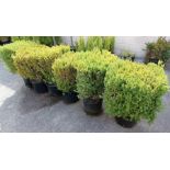 6 large box hedging plants