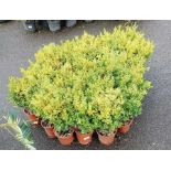 Large collection of smaller box hedging