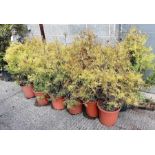 Collection of juniper trees