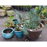 Collection of glazed plant pots with plants