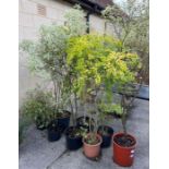 9 various trees and shrubs to include pittosporum