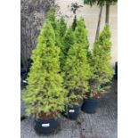 11 Alberta Spruce plants